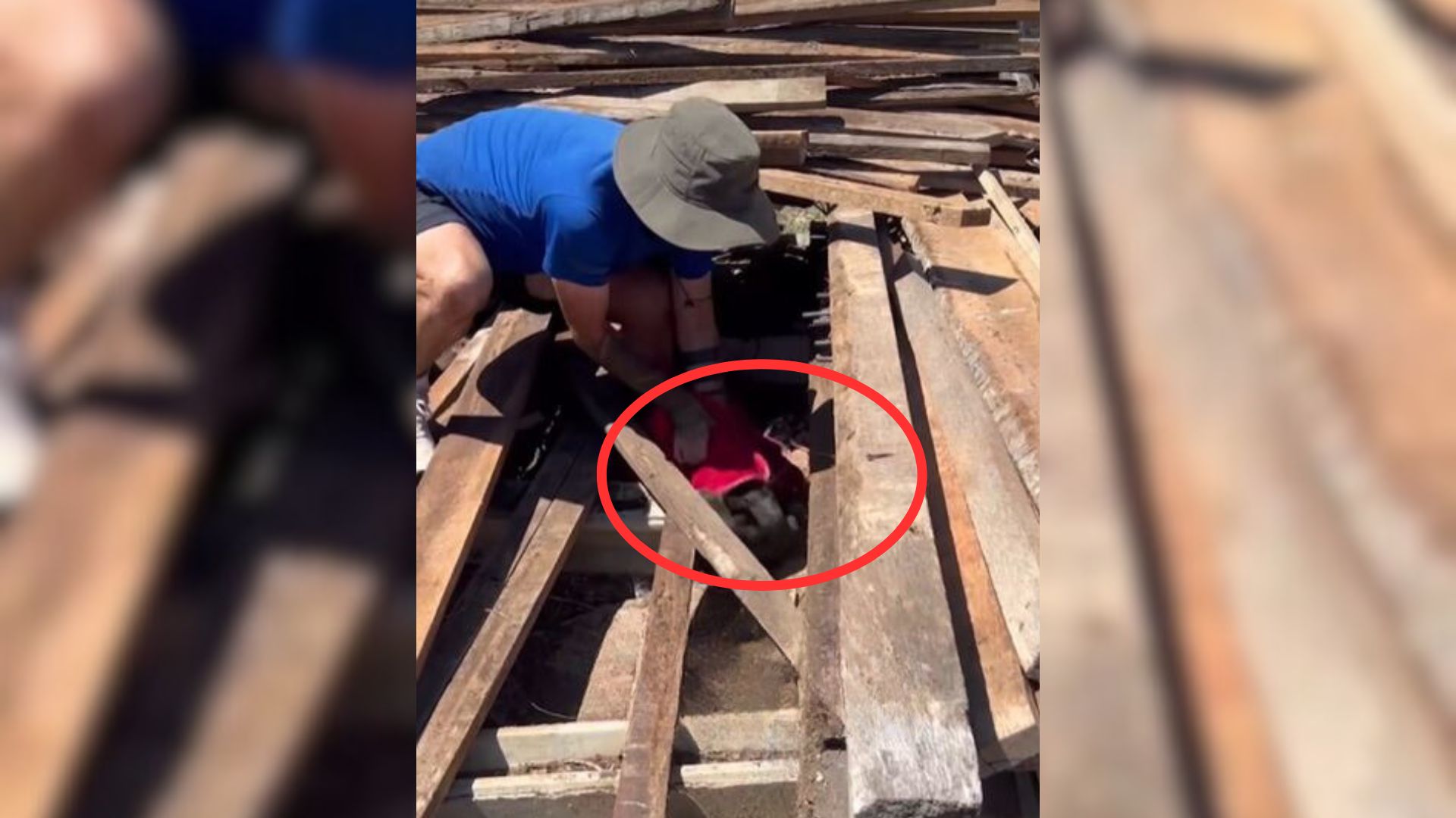 Feral Puppies Scared Of Humans Finally Learn What Love Feels Like When They Get Rescued