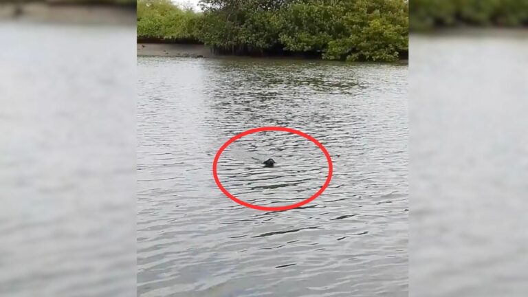 dog swimming