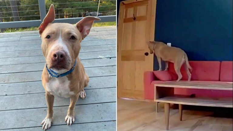 cute foster dog