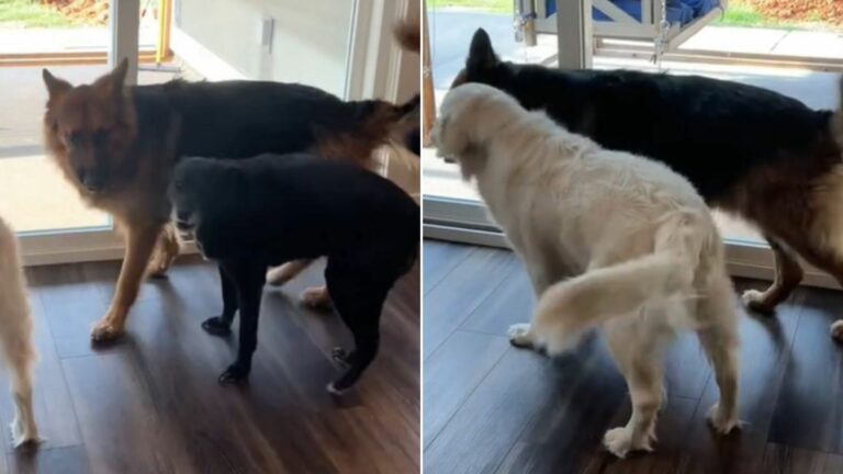 german shepherd with furry siblings