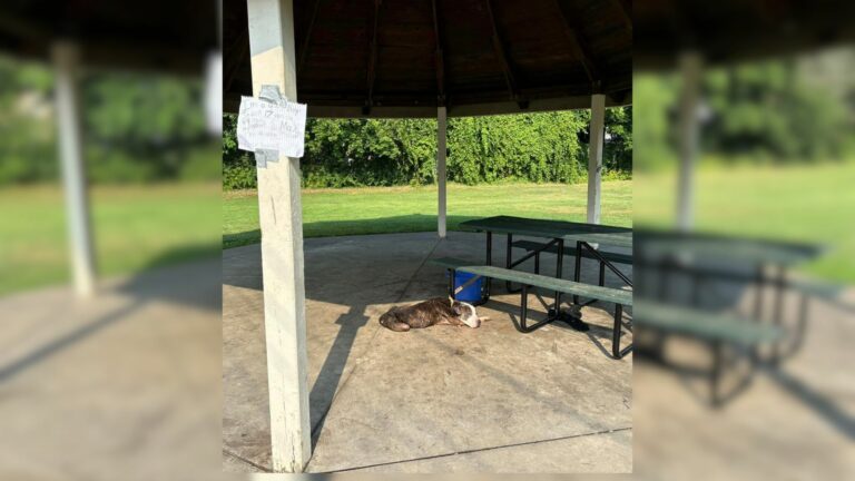 Heartbroken Senior Pup Left Tied To A Picnic Table