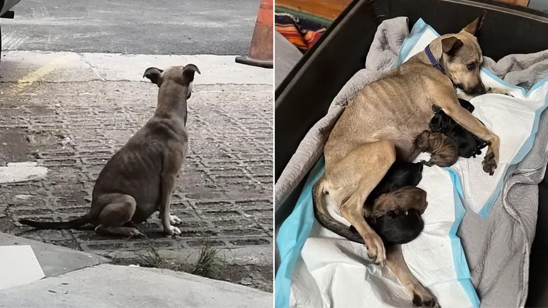 Rescuers Were Stunned To Find A Pregnant Dog Tied To A Fence On The Street