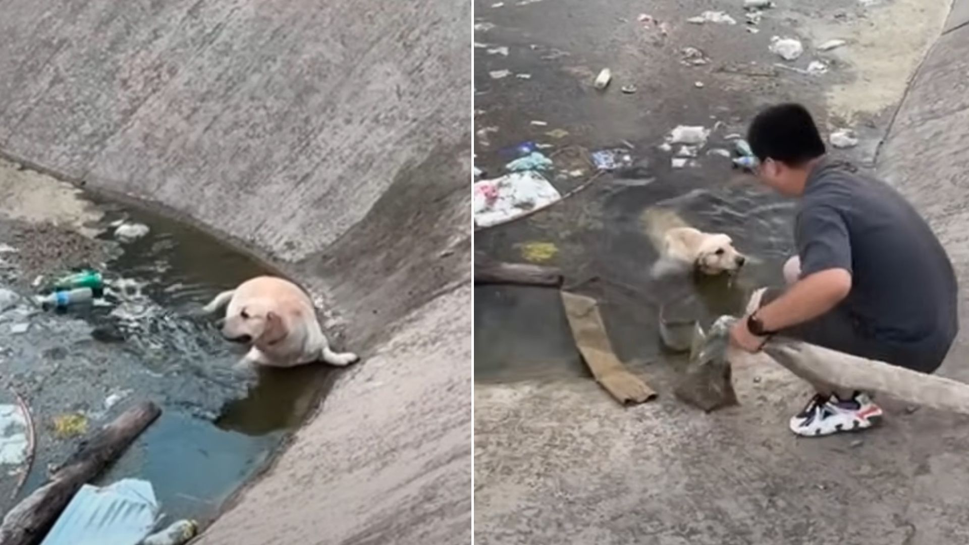 This Poor Dog Was Stuck In A River, But Then A Kind Person Rushed To His Aid