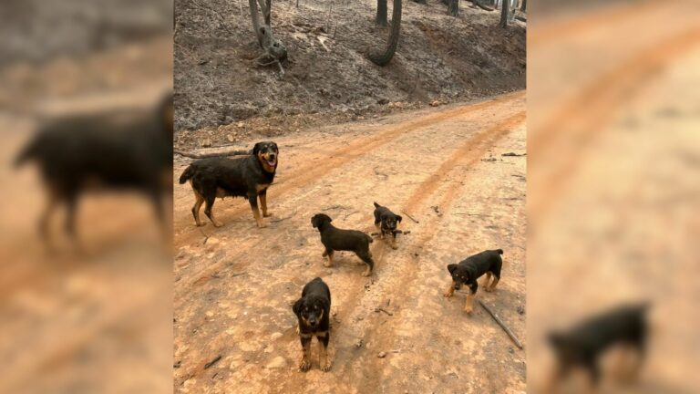 dogs on a road