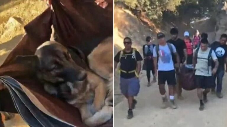 Heroic Hikers Carried Abandoned German Shepherd