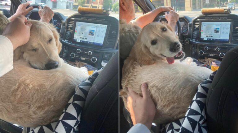 golden retriever as uber navigator