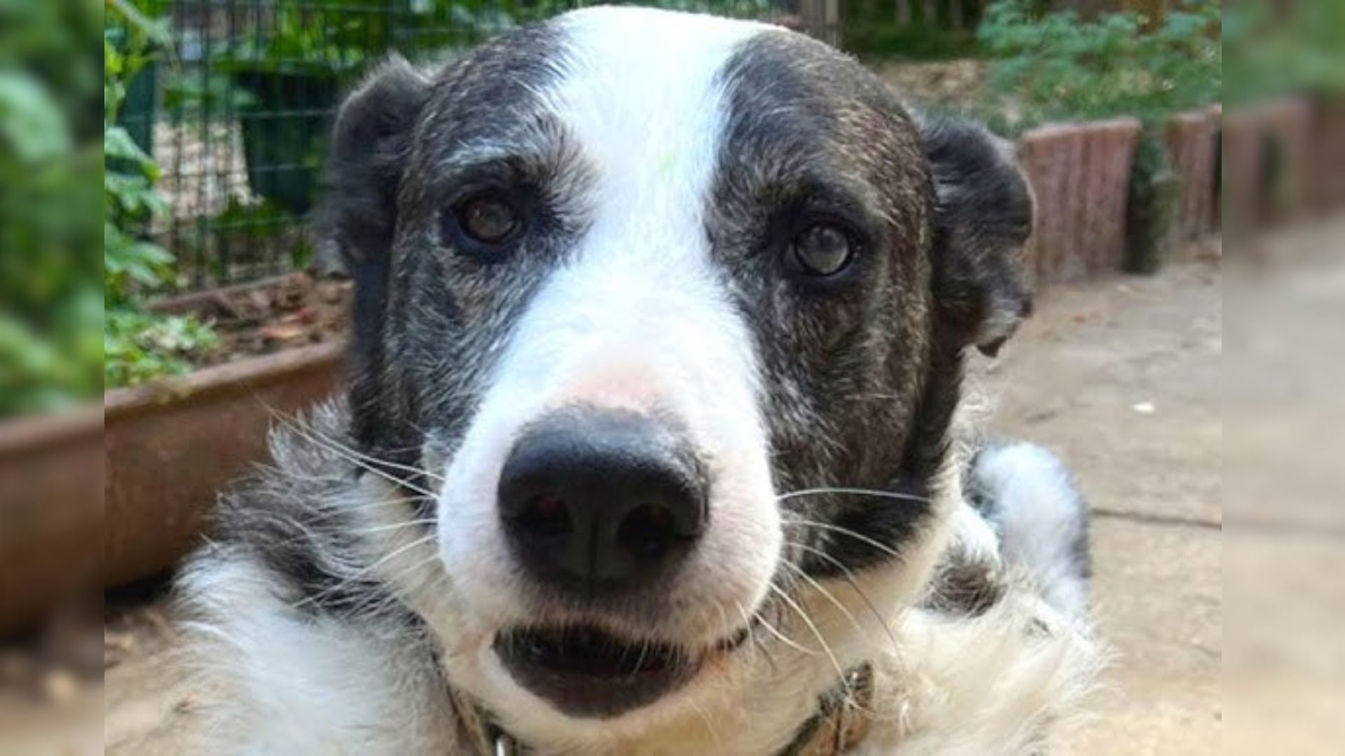 Hunting Dog Dumped By Owners Because She Wasn’t Useful Finds New Hope After Rescuers Came