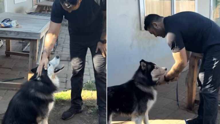 trapped husky