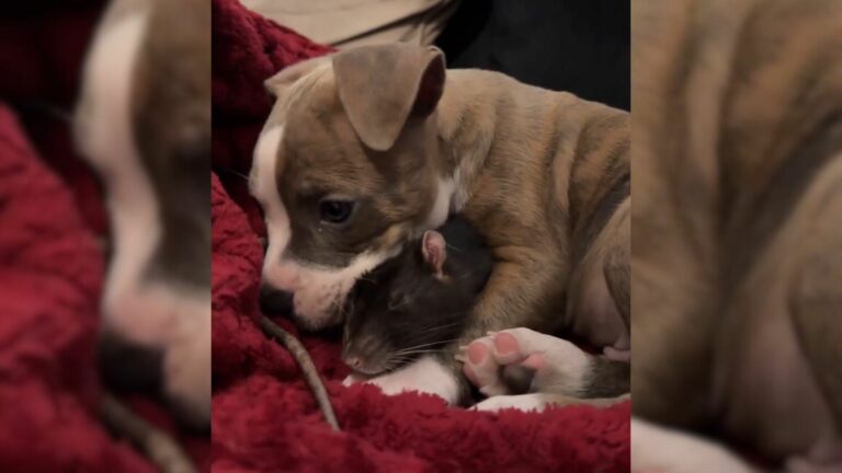 puppy with rat hanging around