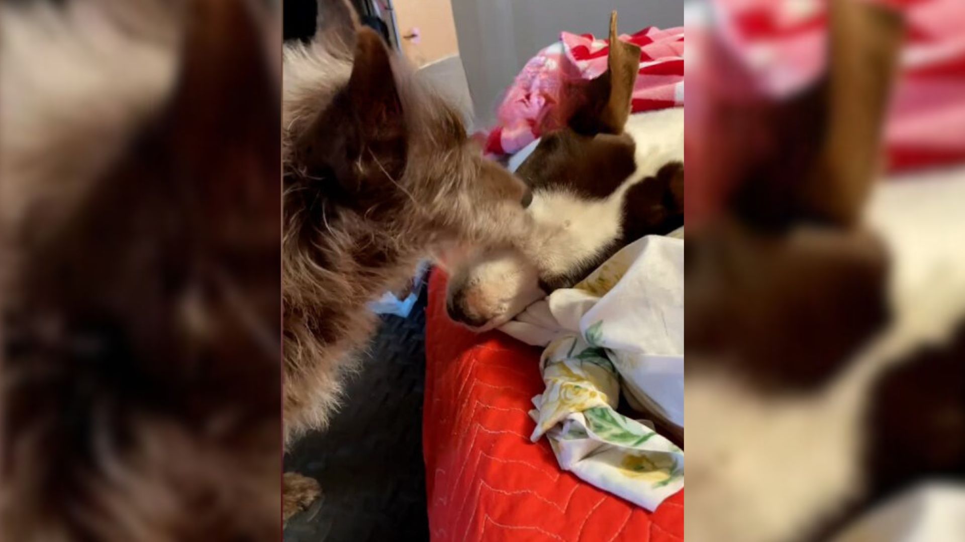Witness This Dog’s Emotional Goodbye To Her Friend Who Is Crossing The Rainbow Bridge