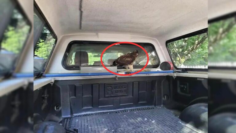 a red-tailed hawk in a truck