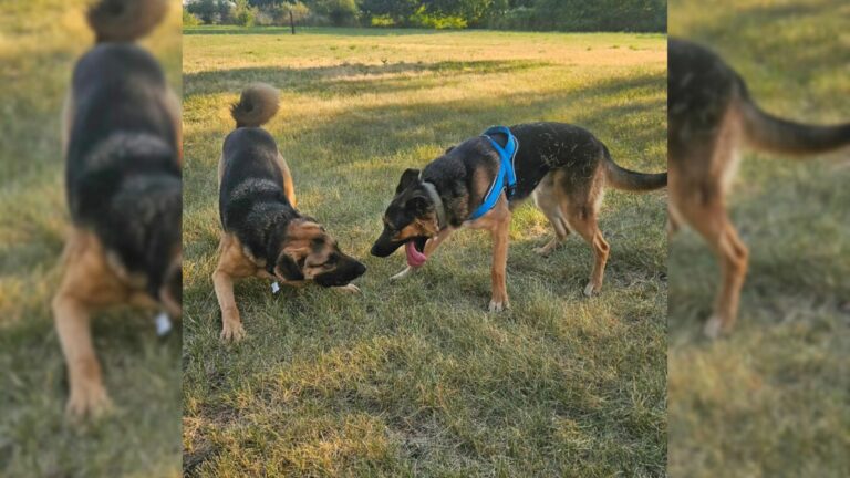 two dogs playing on grass