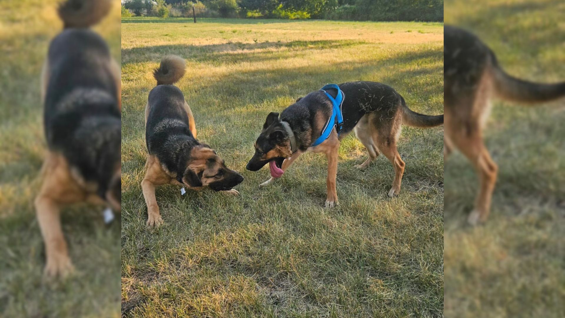 two dogs playing on grass