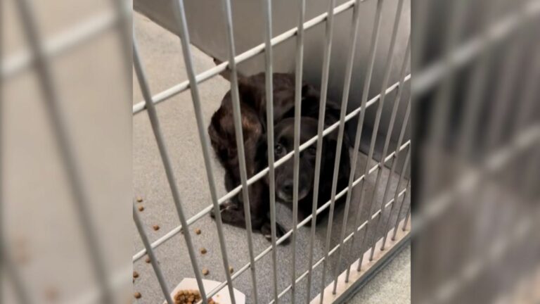 shelter dog