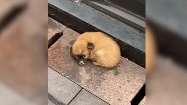 puppy dumped in front of restaurant
