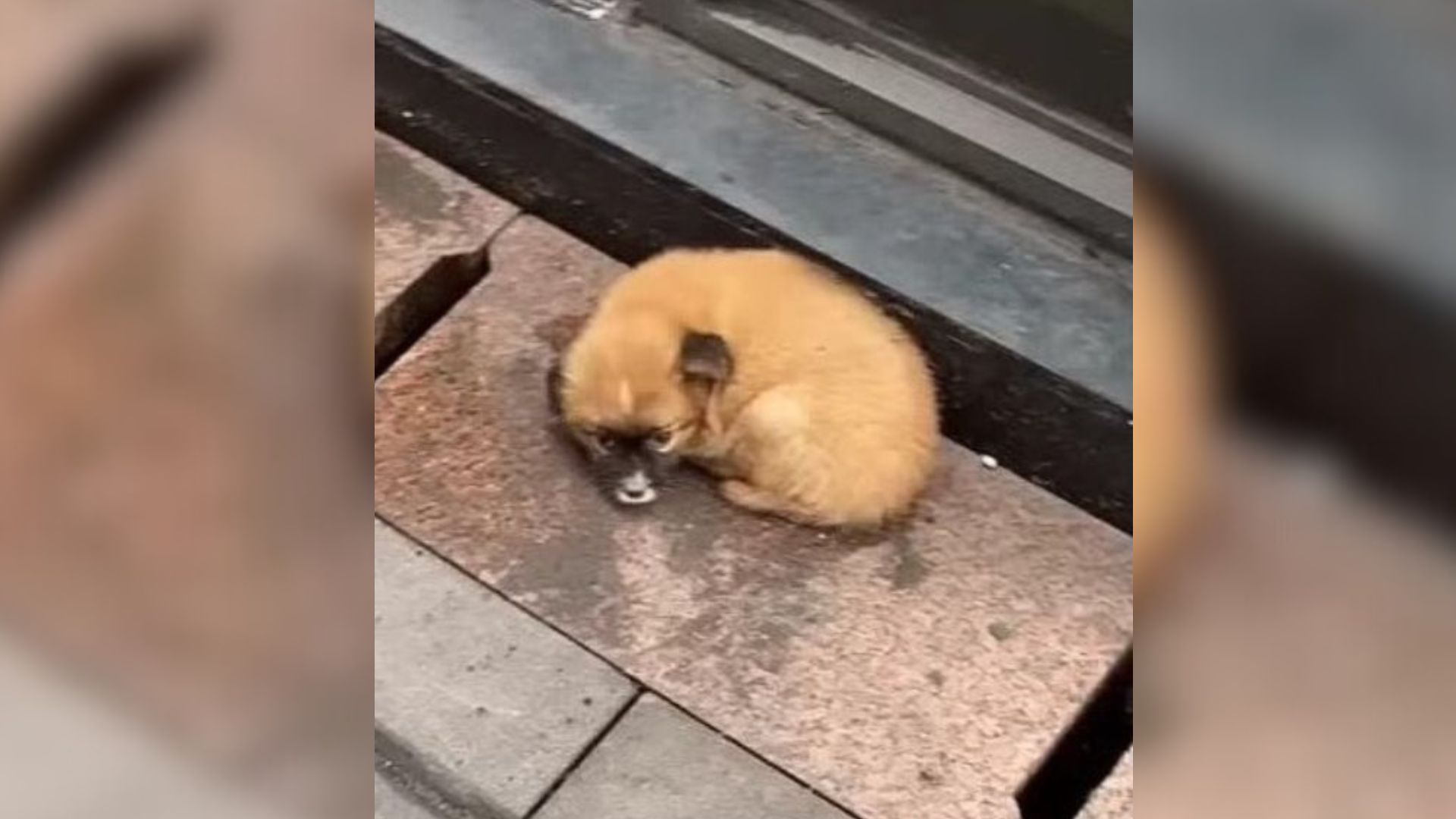 The Saddest-Looking Puppy Abandoned In Front Of A Restaurant Begs People To Give Her A Chance