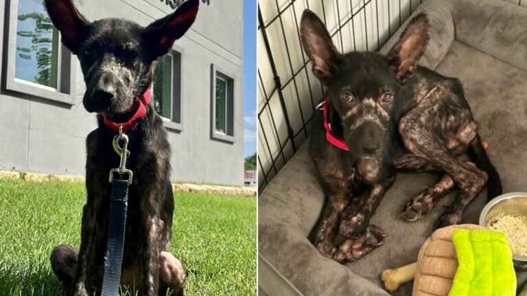 malnourished dog pleading for help