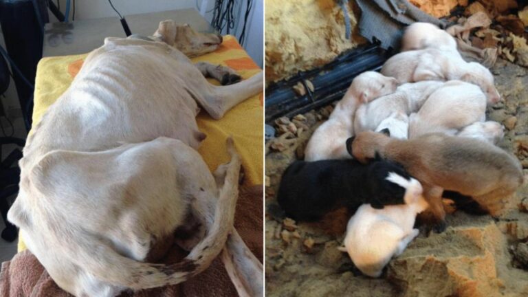 Mama Dog With A Broken Leg Desperately Tries To Find Help For Herself ...