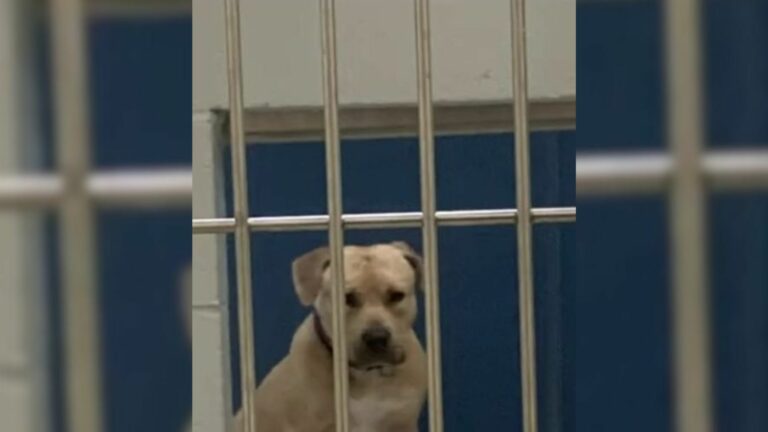 neglected shy dog