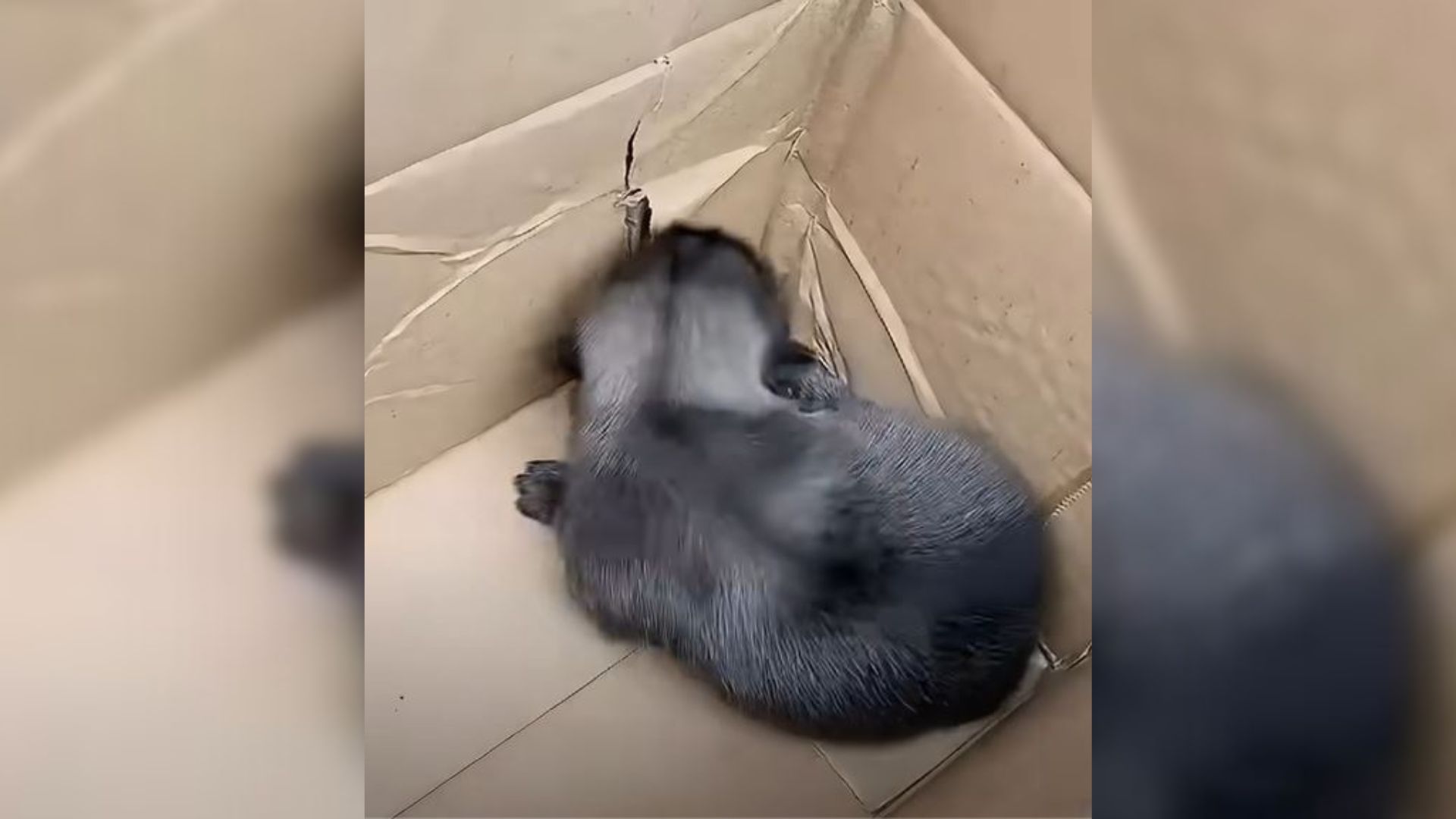 newborn puppy in a box