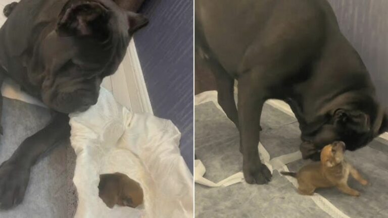 Newborn Puppy Saved By Kind Rescuers
