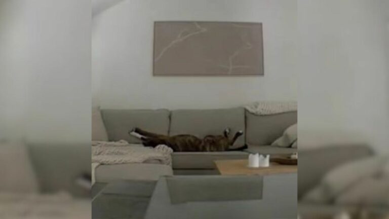 dog laying on the couch