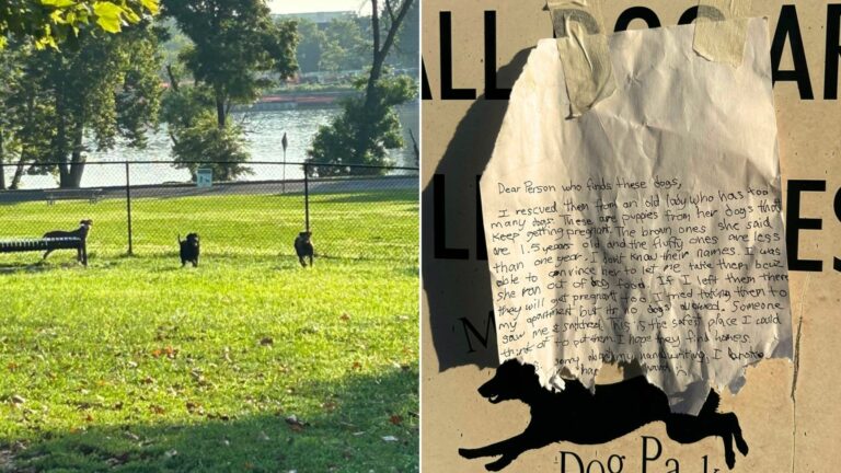 note for the left dogs in the park