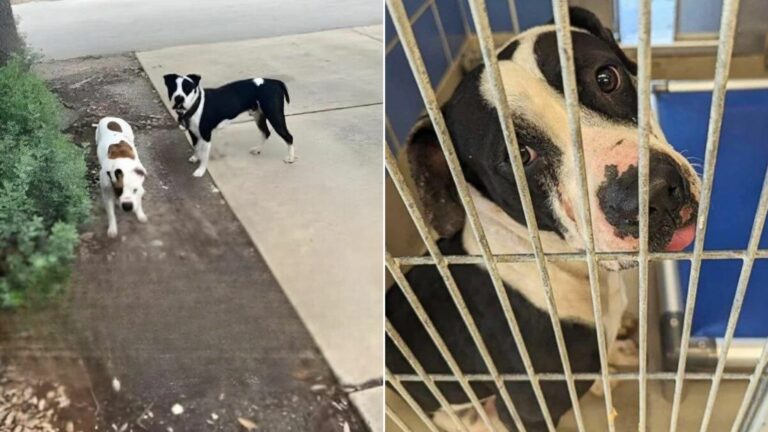 sorrowful pit bull after leaving his best friend from shelter