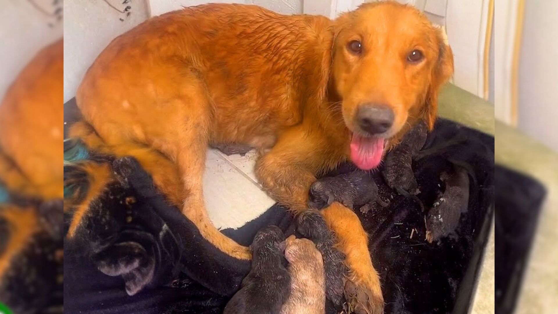 Pregnant Dog Gives Birth In Mud After Being Cruelly Thrown Out Of Her Home