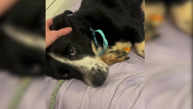 abandoned pregnant dog