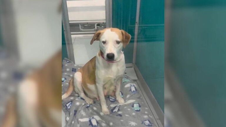 Pup Who Was Almost Euthanized Finally Receives Some Good News At The Last Second