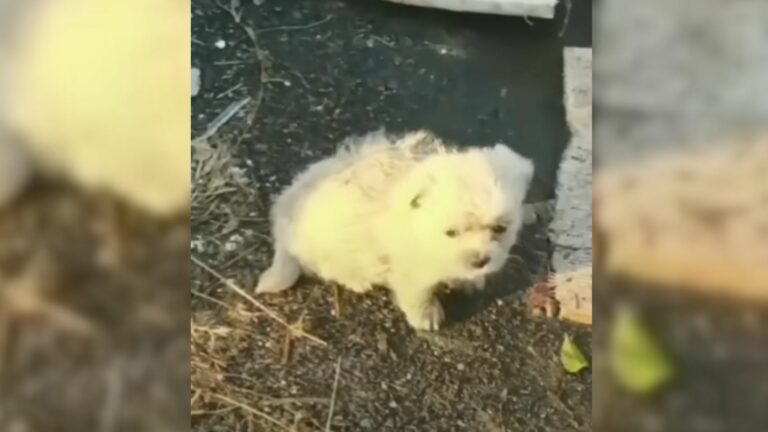 tiny rescued pup