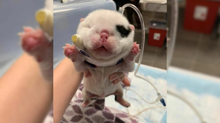 Puppy’s Head Doubles In Size Overnight