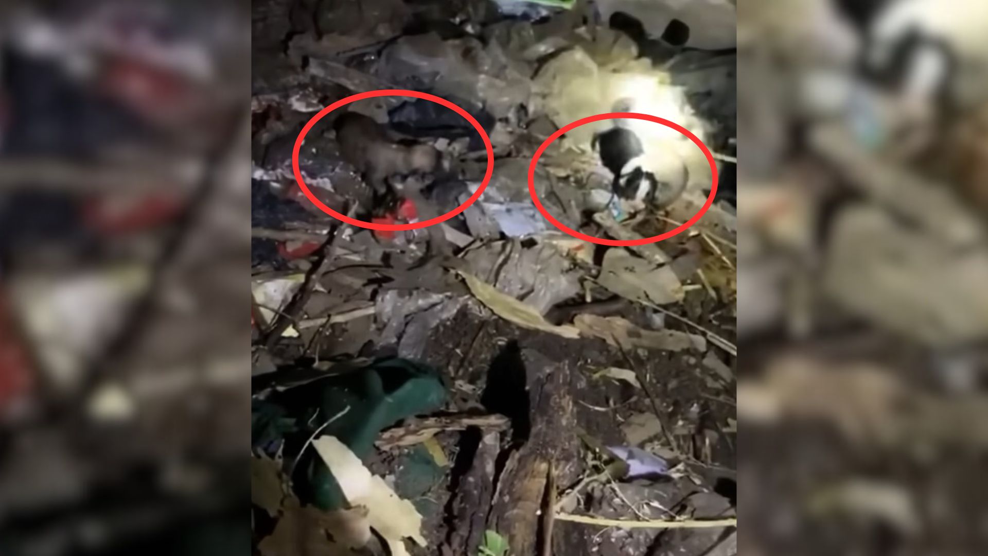 Rescue Dog Surprises Everyone And Accepts The Litter Of Puppies Saved From A Well As Her Own