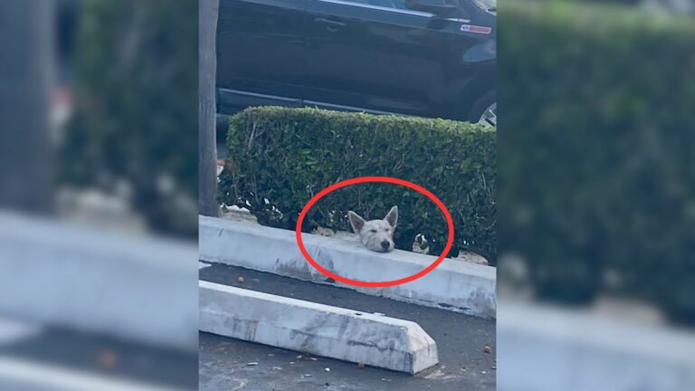 dog with broken leg
