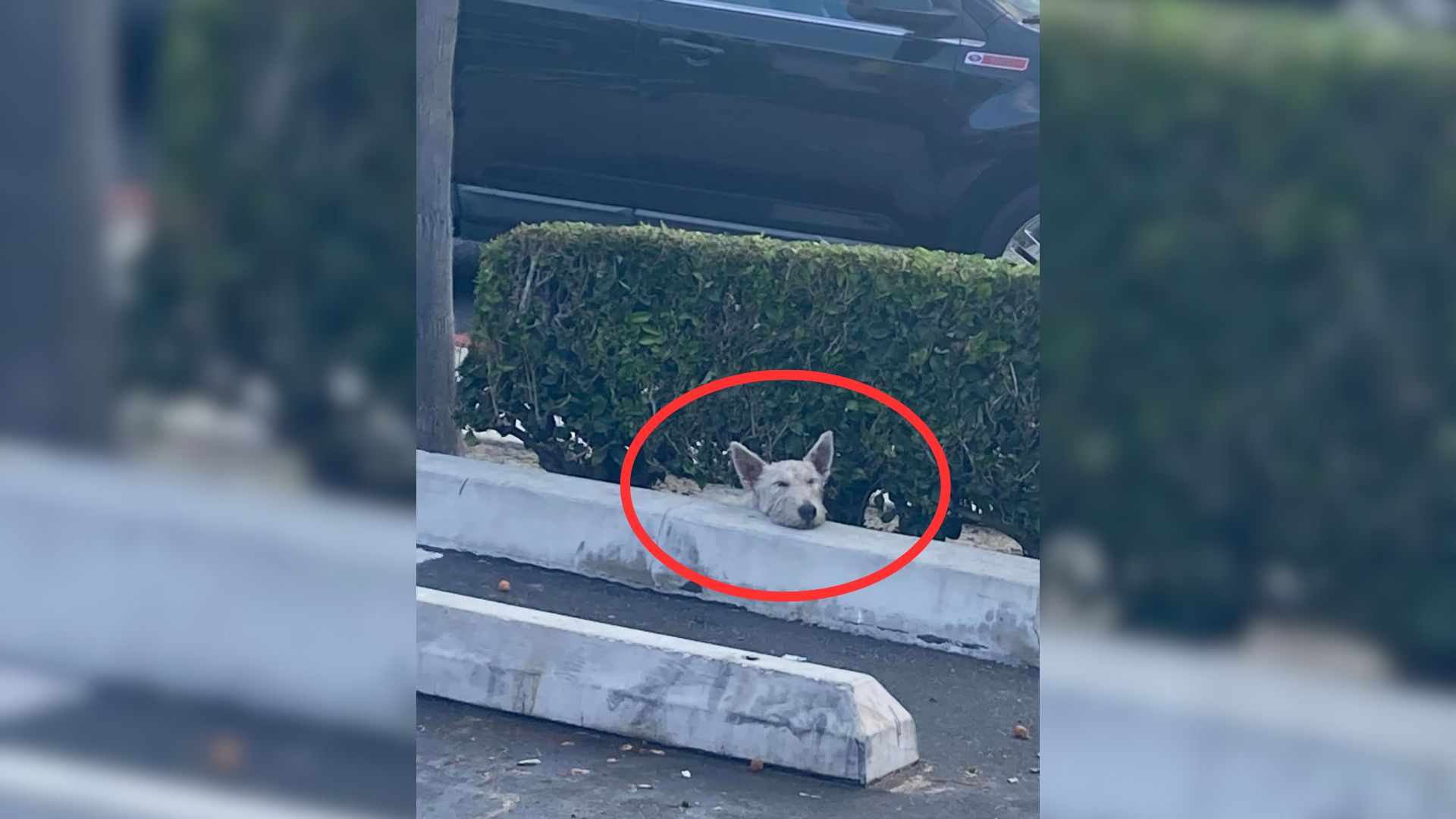 dog with broken leg