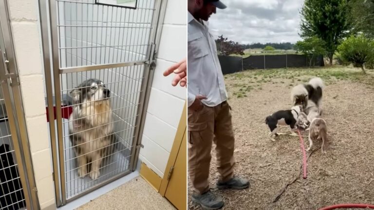 rescuer saved 6 dogs