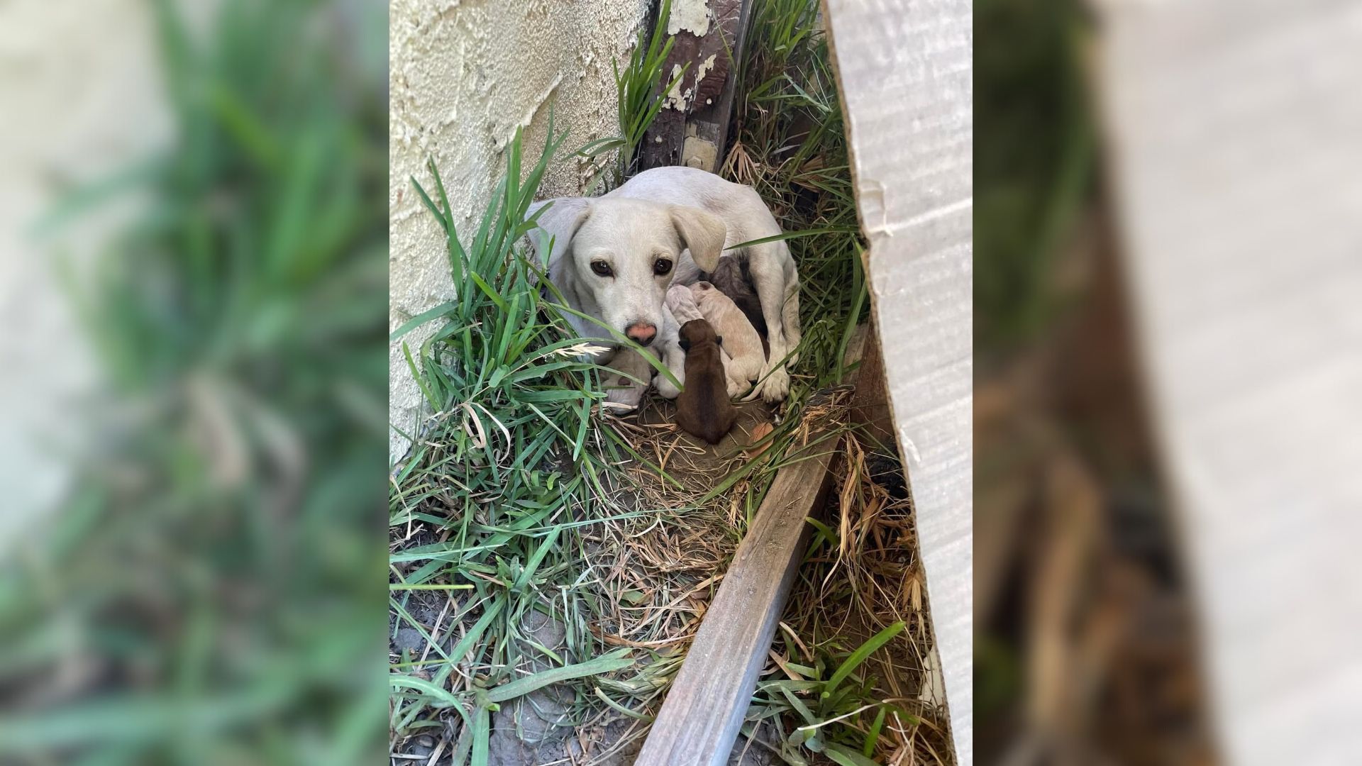 Resident From California Went Outside Only To Notice Something Furry In The Yard