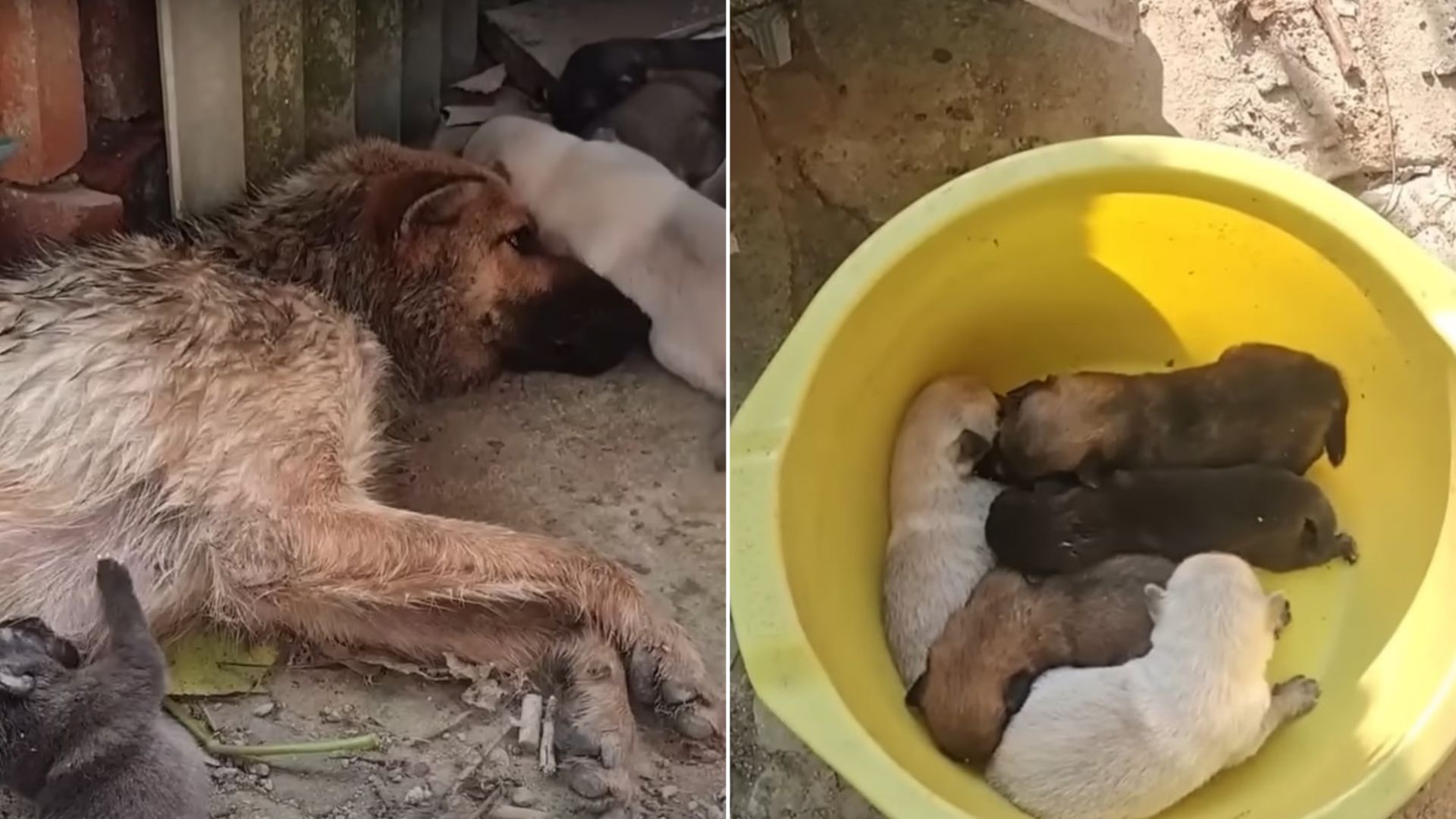 Heartbroken Rescuer Honor Dog’s Last Wish And Saves Her 5 Helpless Babies From Cruel Fate