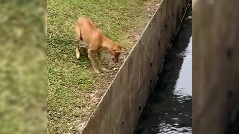 puppy in canal