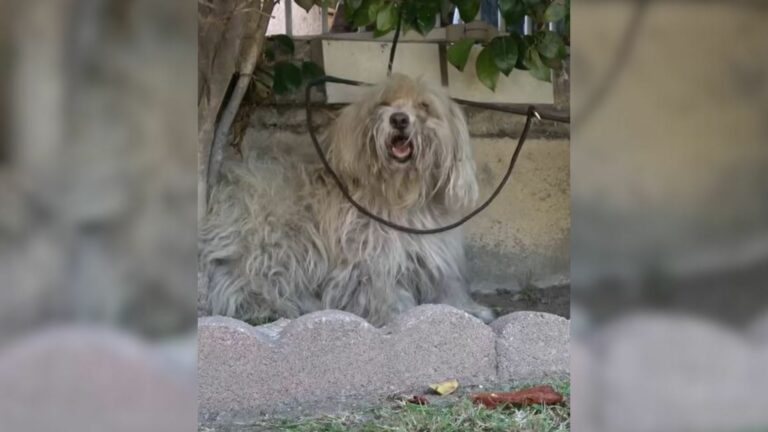 abandoned white dog