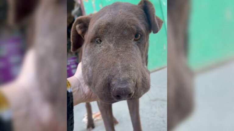 dog with swollen face