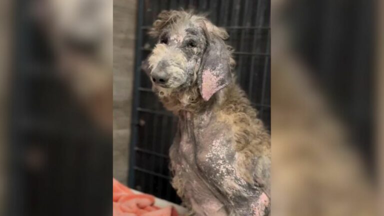 sad and neglected dog