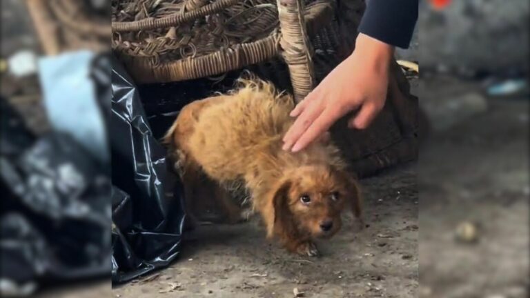puppy abandoned on garbage dump