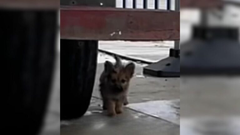 puppy looking for food