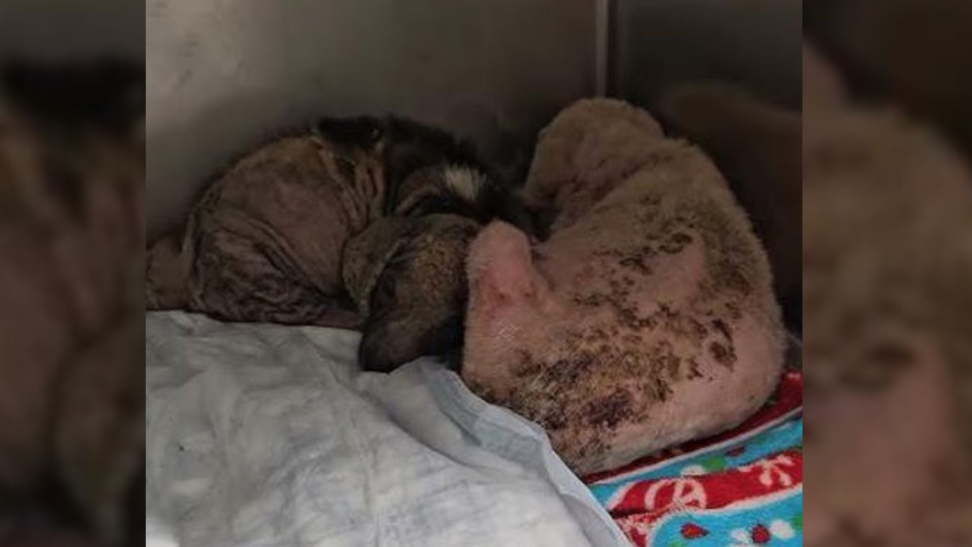 A Bonded Pair Of Pups Struggles In A Run-Down House, Never Knowing A Loving Human Touch