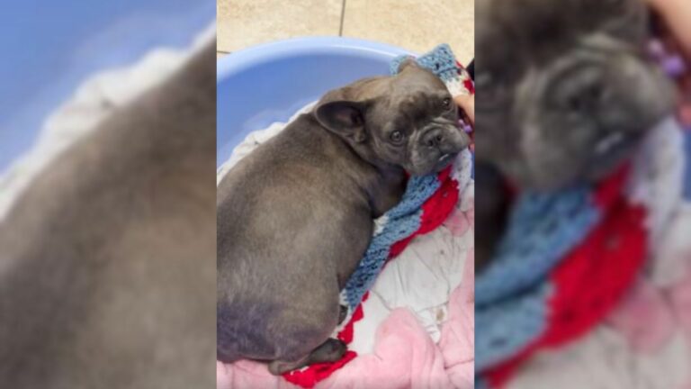 Senior Couple Decided To Foster A Pregnant Frenchie