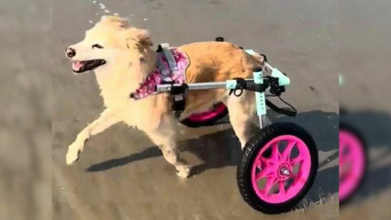 dog in wheelchair