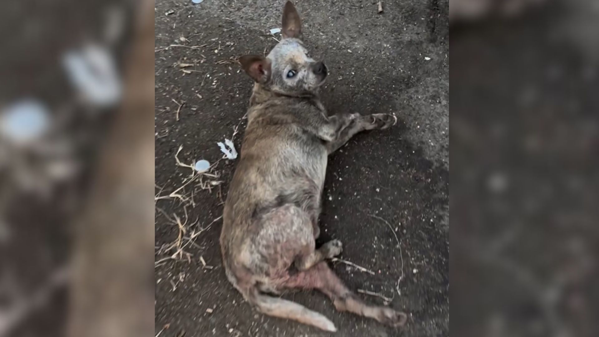 Senior Dog Labeled ‘Ugly And Old’ Rediscovers Himself Next To A Kind Rescuer