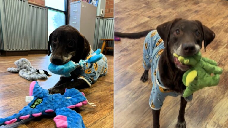 shelter dog carrying a toy